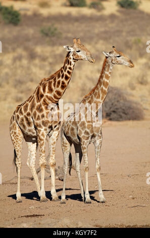 Giraffes (Giraffa camelopardalis) in desert habitat, Kalahari desert, South Africa Stock Photo