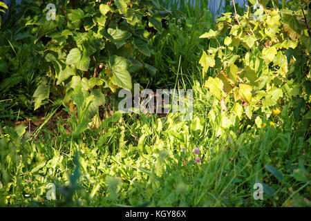 the hare lying in the grass under a currant Bush, Russia Stock Photo