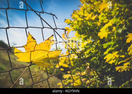 Fallen autumn maple tree leaf caught on rusty wire mesh fence, detailed macro closeup, autumn concept, gentle bokeh. Blurred tree in right side and bl Stock Photo
