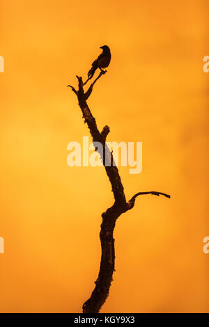 Jackdaw on branch over sunrise background Stock Photo