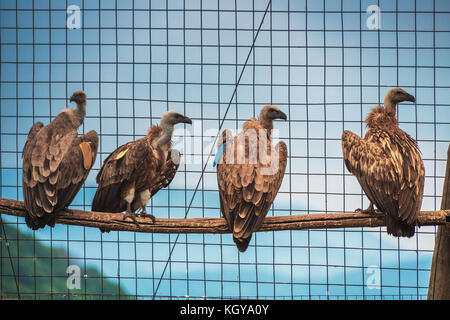 Griffin Vulture (Gyps fulvus) in Wildlife Reserve Madjarovo, Bulgaria Stock Photo