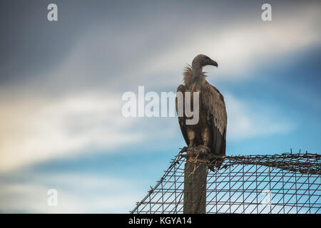 Griffin Vulture (Gyps fulvus) in Wildlife Reserve Madjarovo, Bulgaria Stock Photo