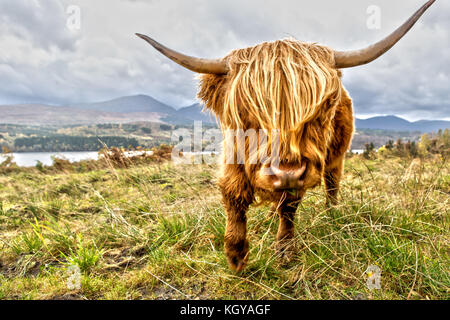 Highland Cow in Scotland Stock Photo