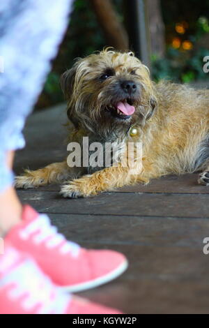 Pepper the Terrier Stock Photo