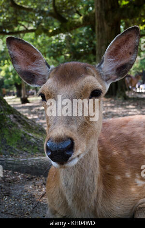 Nara, Japan -  May 29, 2017:  portrait of a deer near the Todai-ji  temple Stock Photo