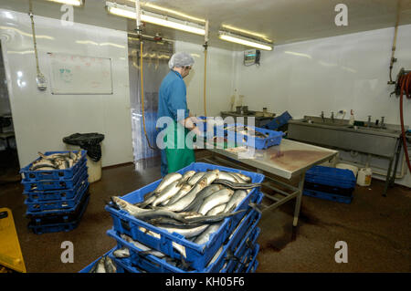 A member of staff filleting mackerel ready for smoking at a smokehouse near Ullapool, Wester Ross, northwest Scotland, Britain. Stock Photo