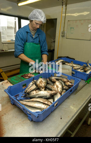 A member of staff filleting mackerel ready for smoking at a smokehouse near Ullapool, Wester Ross, northwest Scotland, Britain. l Stock Photo