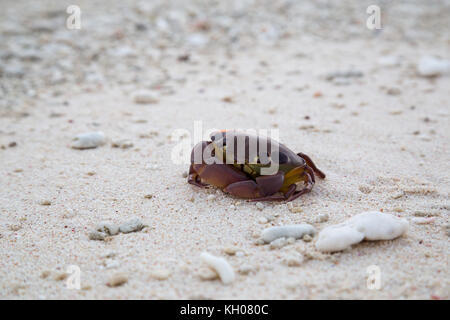 Crab on a beach Stock Photo