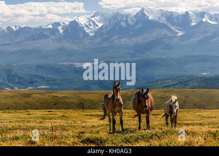 Scenic view with horses grazing in the meadow on the hillside against the background of mountains with snow and glaciers Stock Photo