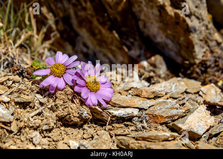 Beautiful natural background with delicate pink flowers daisies growing on the rocks high in the mountains Stock Photo