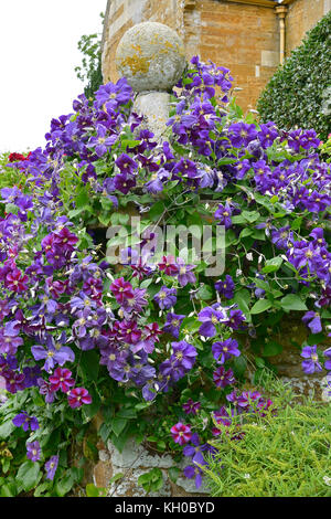 Clematis Jackmanii climbing on a garden wall of a country house Stock Photo