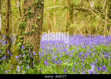 Bluebell Woods at Ashley Nature Reserve, Dorset - peace and calm in the woods with the brilliance of layers of colours from the bluebells Stock Photo