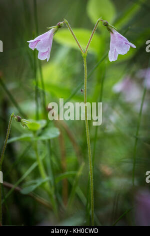 Twinflower or Linnaea borealis in Caledonian Forest in the Highlands of Scotland. Stock Photo