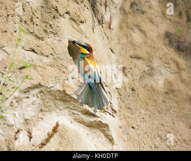 Bienenfresser ,breeding burrow, European bee-eater with on a beautiful Background, Merops Apiaster Stock Photo