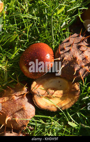 Fallen conker on a lawn in The Valley Gardens,Harrogate,North Yorkshire,England,UK. Stock Photo