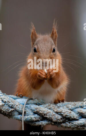 Red Squirrel in the Cairngorms, Scotland Stock Photo