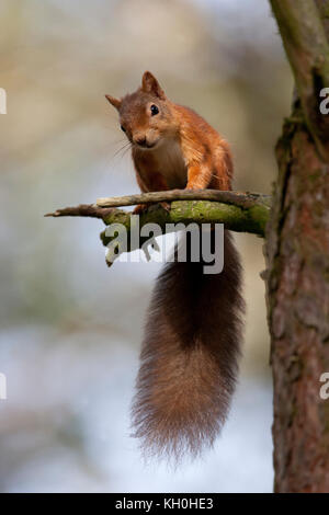 Red Squirrel in the Cairngorms, Scotland Stock Photo