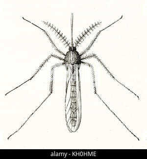 Old illustration of Tipula paludosa. By unidentified author, publ. on Magasin Pittoresque, Paris, 1847 Stock Photo