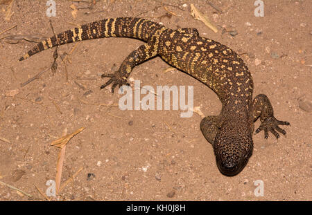 Rio Fuerte Beaded Lizard (Heloderma exasperatum) from Sonora, Mexico. Stock Photo