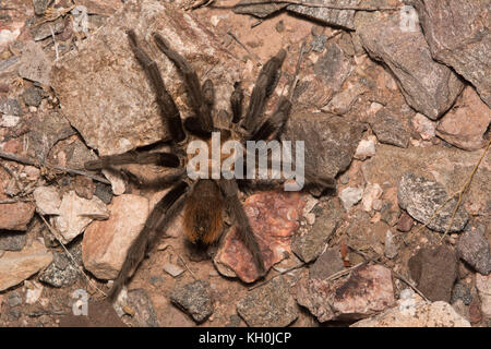 Western Desert Tarantula (Aphonopelma chalcodes) from Maricopa County, Arizona, USA. Stock Photo