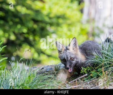 Young Cascade Red Fox Playing with another kit Stock Photo