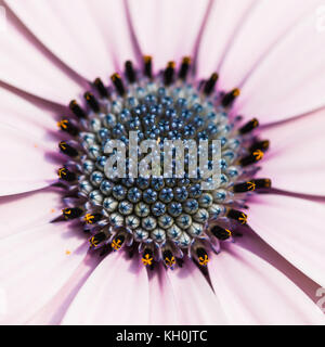 A macro shot of the blue centre of an osteospermum bloom. Stock Photo