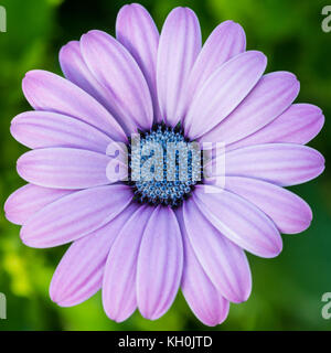 A macro shot of a pretty osteospermum bloom. Stock Photo