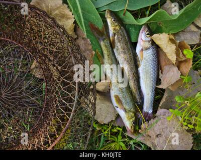 Fresh water fishing equipment and captured fishes.Europian chub