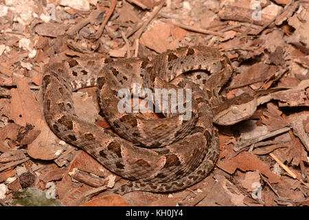 Terciopelo (Bothrops asper) from Campeche, México. Stock Photo