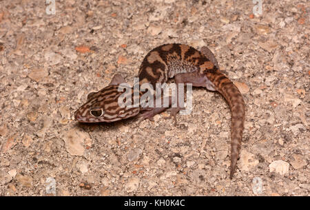 Yucatán Banded Gecko (Coleonyx elegans Stock Photo Alamy