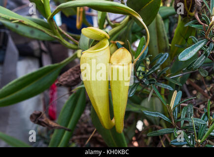 Carnivorous plant Nepenthes madagascariensis. Madagascar, Africa Stock Photo