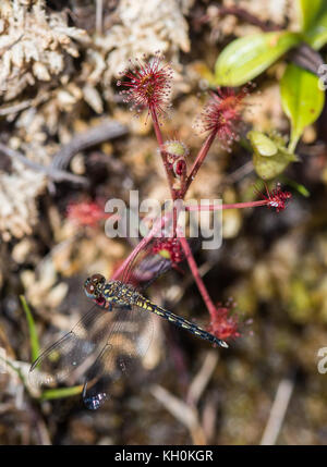 A dragonfly caught by a Carnivorous plant Sundew, Drosera madagascariensis. Madagascar, Africa. Stock Photo