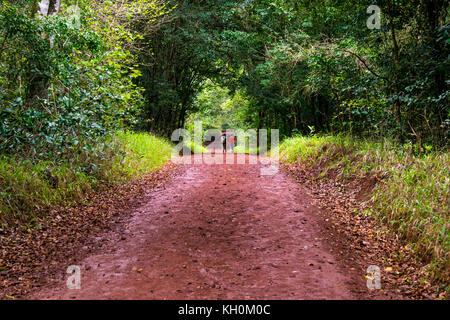 Beautiful forest trails in Karura Forest, Nairobi, Kenya Stock Photo