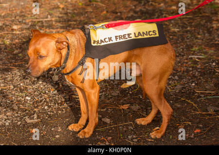 Blackpool, Lancashire, UK. 11th Nov, 2017.Up to 200 protestors assembled for Anti-Fracking Rally & March, at Maple Farm for a protest march to the Caudilla Experimental Fracking drill site in Westby-with-Plumpton. Credit: MediaWorldImages/Alamy Live News Stock Photo