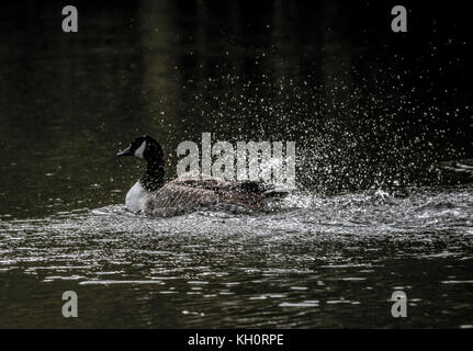 Canada gesse hi res stock photography and images Alamy