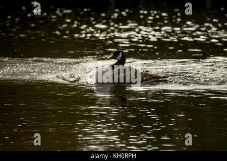 Canada gesse hi res stock photography and images Alamy