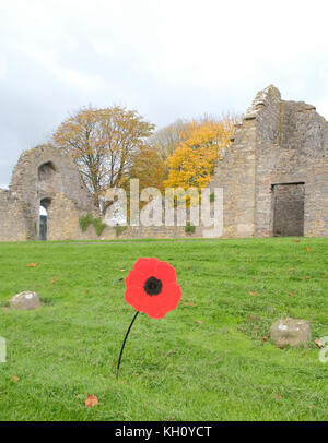 Cheddar, UK. 12th Nov, 2017. Single poppy in front of the ruins at the Kings of Wessex Academy Credit: Timothy Large/Ģ����ý Live News Credit: Timothy Large/Ģ����ý Live News Stock Photo