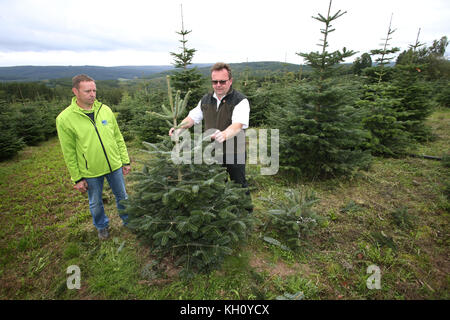 Mittelsinn, Germany. 11th Sep, 2017. The chairman of the federal association of Christmas tree growers, Bernd Oelkers (R) and Christmas tree grower Uwe Klug look at a fir tree on the Christmas tree plantation near Mittelsinn, Germany, 11 September 2017. Due to Klug's initiative the village of Mittelsinn has become known as Germany's first Christmas tree village. Credit: Karl-Josef Hildenbrand/dpa/Alamy Live News Stock Photo