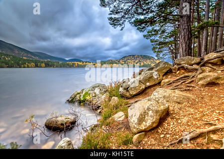 Impressions of the Rothiemurchus Forrest in Cairngorms National Park Stock Photo