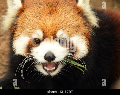 A Red Panda giving a low growl while feeding. Stock Photo