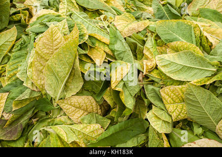 yellow dry tobacco leaves, closeup of photo Stock Photo