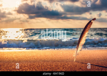 Gull feather stuck into the sand sea, sunrise shot Stock Photo