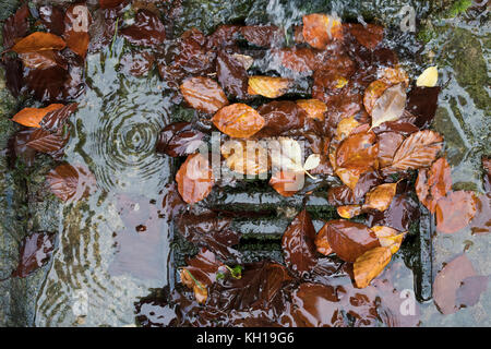 Autumn silver birch leaves blocking a street drain cover. UK Stock Photo