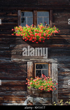 BLATTEN, SWITZERLAND - SEPT. 25, 2017: Windows in a old traditional wooden chalet with window boxes filled with red flowers lit by the sunlight. Stock Photo