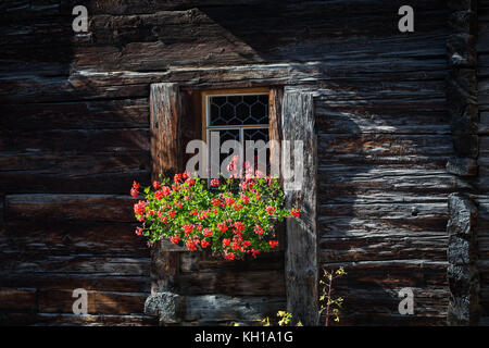 BLATTEN, SWITZERLAND - SEPT. 25, 2017: Window in an old traditional wooden chalet with a window box filled with red flowers lit by the sunlight. Stock Photo