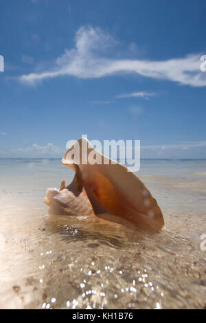 Queen Conch shell, Islamorada, Florida Keys Stock Photo