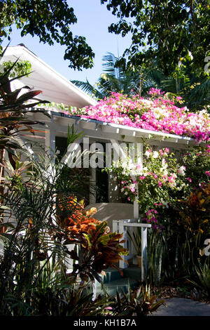 Bougainvillae flowers growing on the porch roof of an old 'conch house', Tavernier, Florida Keys. Stock Photo