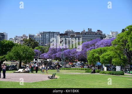 Purple Jacaranda trees in full bloom line Buenos Aires Streets in Recoleta district on blue skied, sunny Spring day in Argentina. Stock Photo