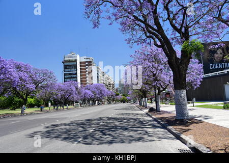 Purple Jacaranda trees in full bloom line Buenos Aires Streets in Recoleta district on blue skied, sunny Spring day in Argentina. Stock Photo