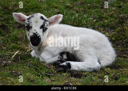 Cheviot cross lamb lying down in a field, Scotland Stock Photo